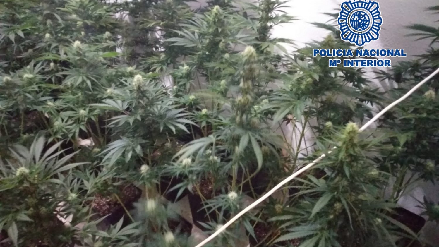 La Policía Nacional detiene a una mujer que convivía con sus hijos menores en un piso que albergaba 128 plantas de marihuana
