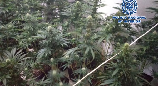 La Policía Nacional detiene a una mujer que convivía con sus hijos menores en un piso que albergaba 128 plantas de marihuana