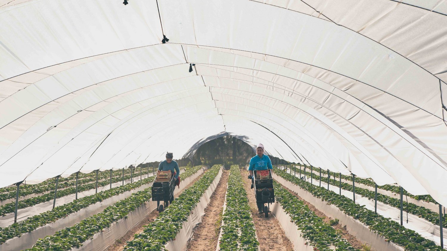 Las exportaciones andaluzas de frutos rojos superan, en el primer cuatrimestre de 2019, los 700 millones