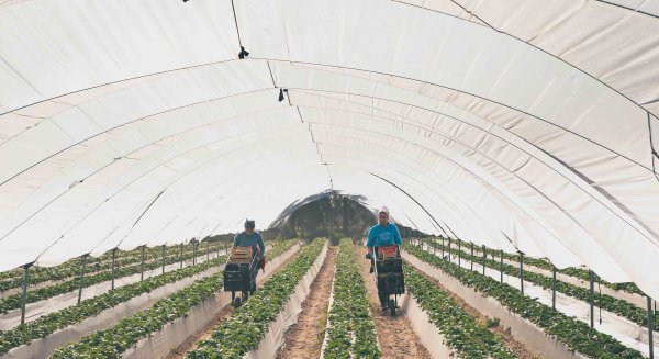 Las exportaciones andaluzas de frutos rojos superan, en el primer cuatrimestre de 2019, los 700 millones