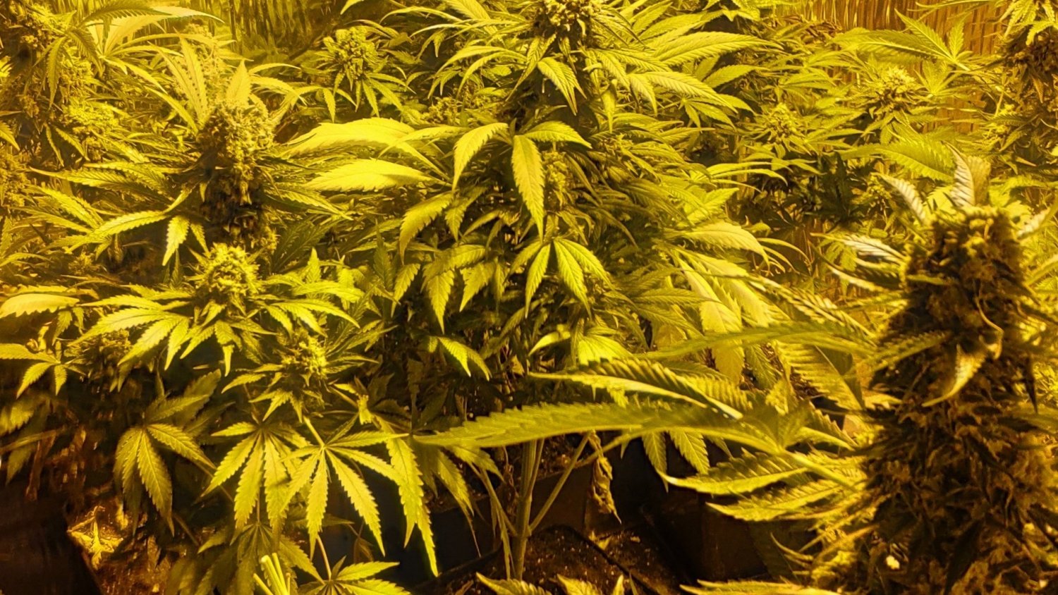 La Policía Nacional detiene a un hombre por plantar marihuana en dos trasteros de su vivienda en la barriada de Puerto de la Torre