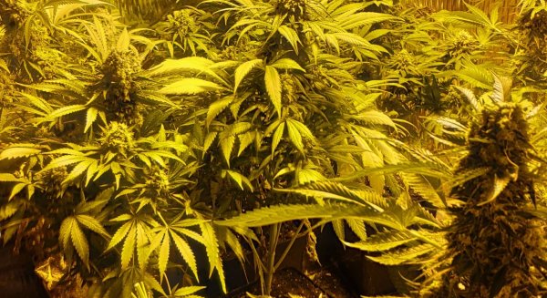 La Policía Nacional detiene a un hombre por plantar marihuana en dos trasteros de su vivienda en la barriada de Puerto de la Torre
