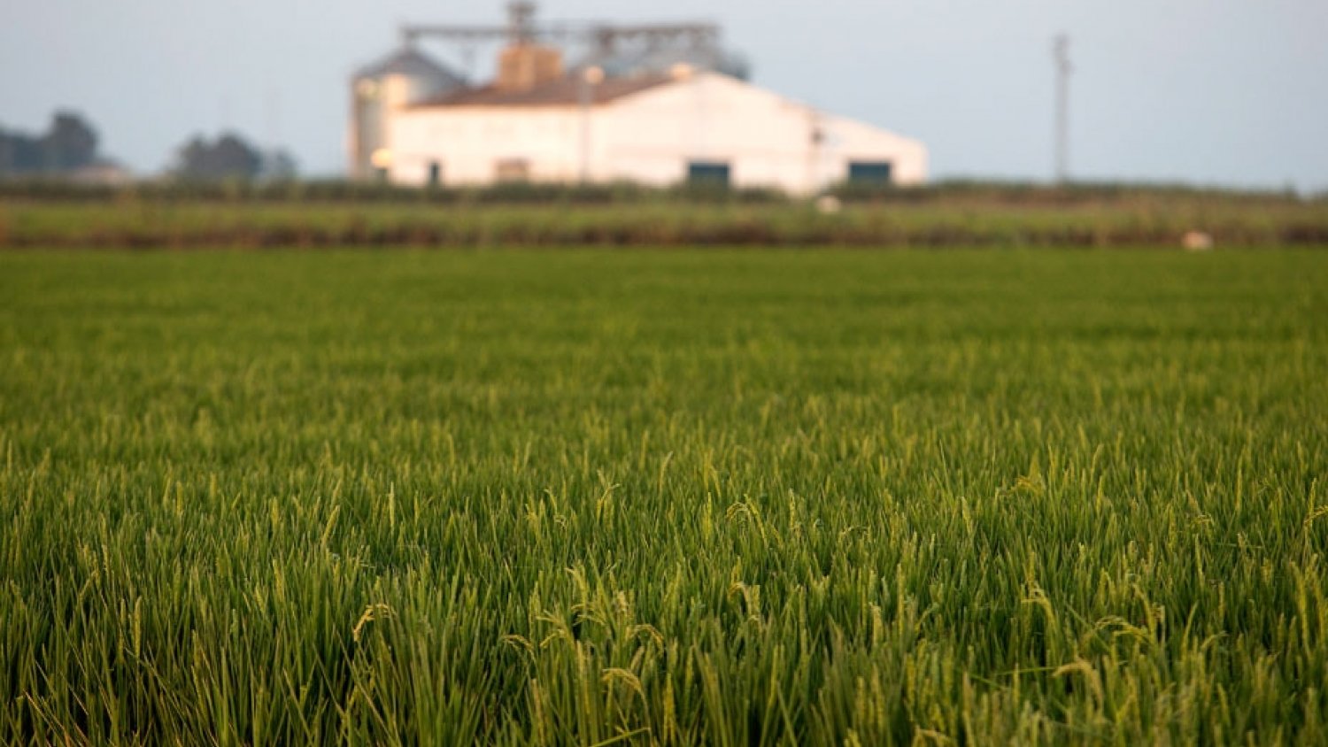 Carmen Crespo anuncia que el apoyo a seguros agrarios aumentará en un millón de euros con la aplicación de los presupuestos