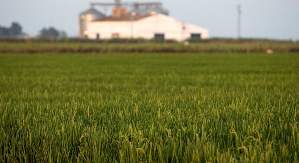 Carmen Crespo anuncia que el apoyo a seguros agrarios aumentará en un millón de euros con la aplicación de los presupuestos