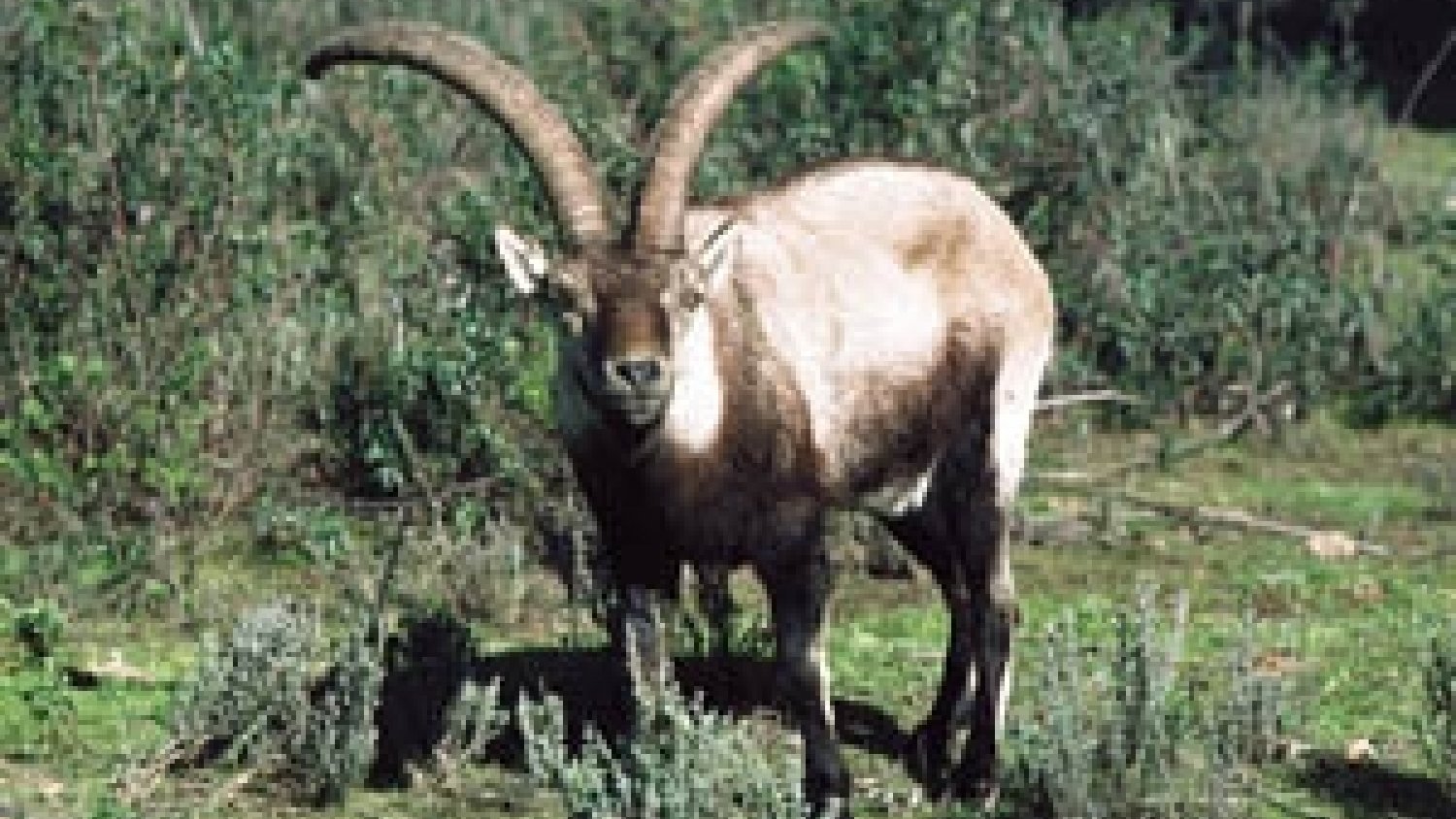 Agricultura declara área de emergencia cinegética temporal por la enfermedad parasitaria sarna sarcóptica en la cabra montés