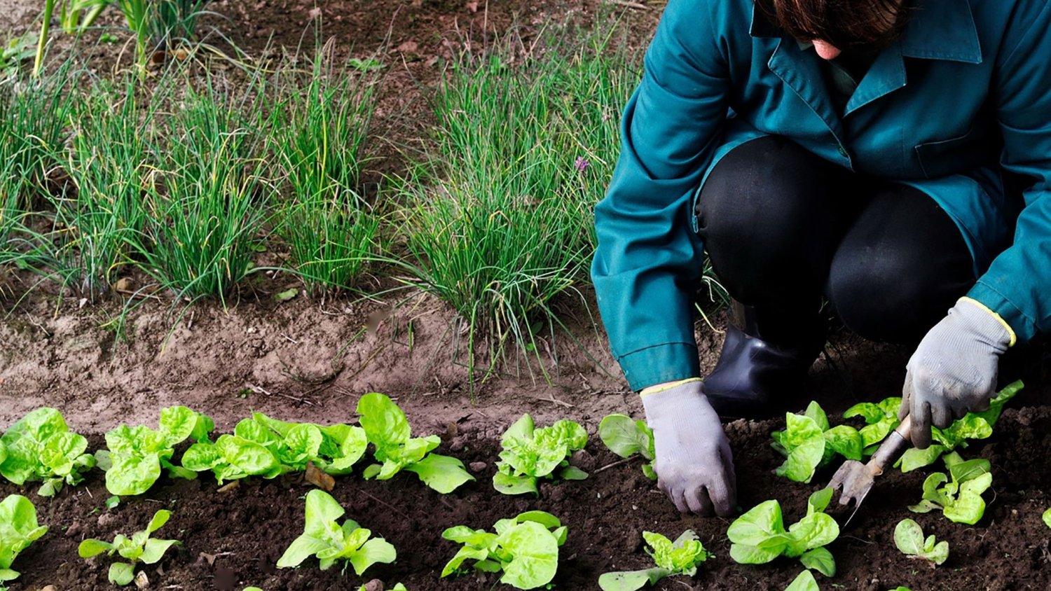 La Junta inicia un nuevo pago de 43,9 millones de euros a la agricultura ecológica y agroambientales en Andalucía