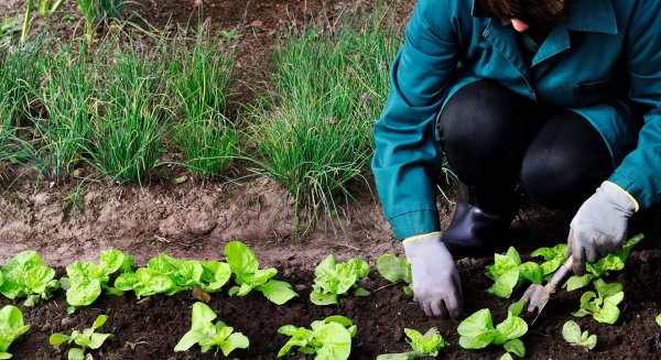 La Junta inicia un nuevo pago de 43,9 millones de euros a la agricultura ecológica y agroambientales en Andalucía