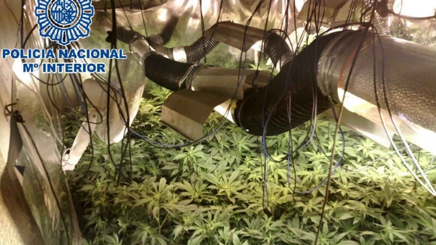 La Policía Nacional desmantela un cultivo de 377 plantas de marihuana en una vivienda en Almogía y detiene al responsable