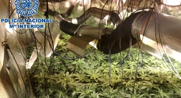 La Policía Nacional desmantela un cultivo de 377 plantas de marihuana en una vivienda en Almogía y detiene al responsable