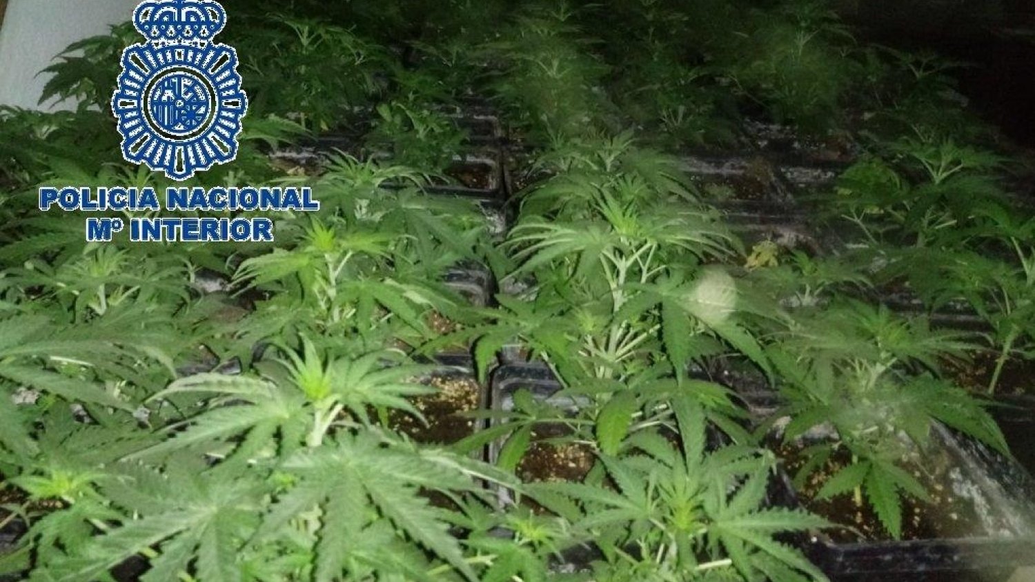 La Policía Nacional detiene a un padre y un hijo propietarios de un invernadero con 510 plantas de marihuana