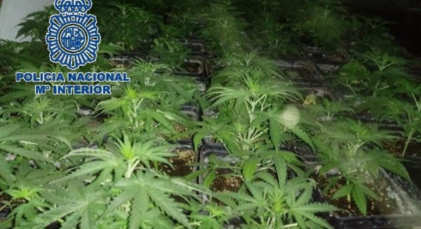 La Policía Nacional detiene a un padre y un hijo propietarios de un invernadero con 510 plantas de marihuana