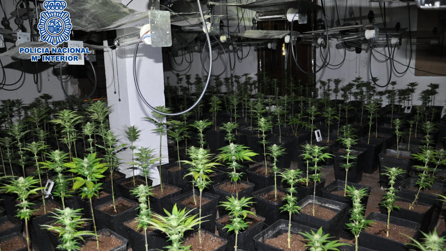 La Policía Nacional desmantela un invernadero de marihuana en una finca de Ronda y se incauta de 1.607 plantas en fase de floración
