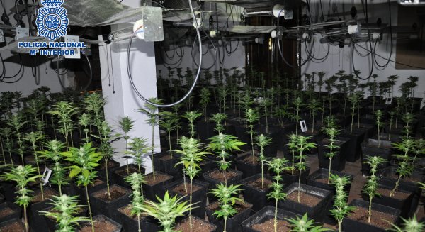 La Policía Nacional desmantela un invernadero de marihuana en una finca de Ronda y se incauta de 1.607 plantas en fase de floración