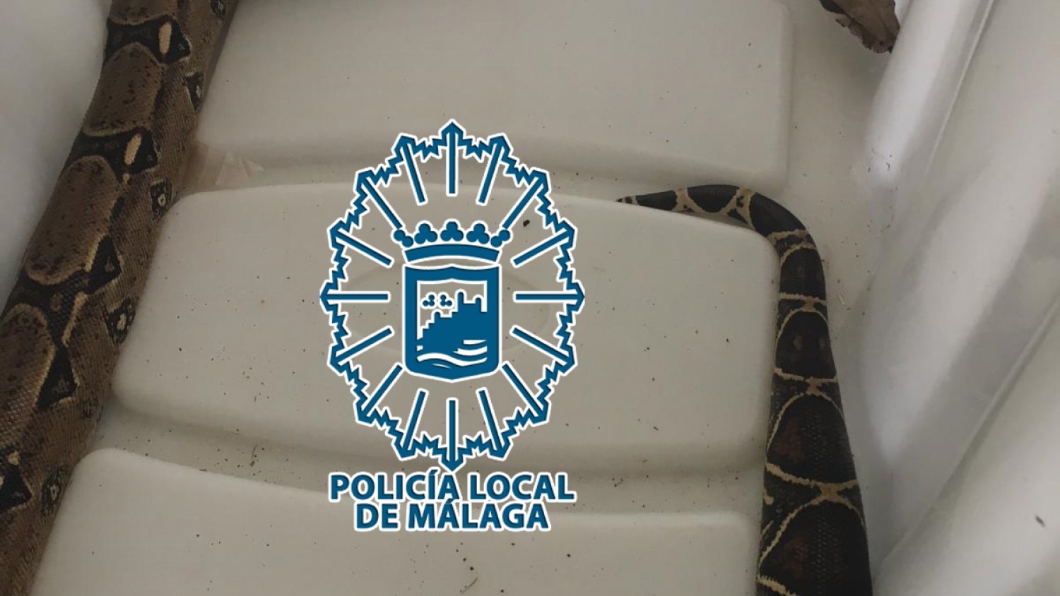 La Policía Local de Málaga interviene una serpiente que utilizaban en una playa como reclamo fotográfico a cambio de dinero