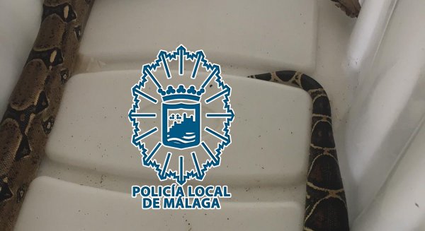 La Policía Local de Málaga interviene una serpiente que utilizaban en una playa como reclamo fotográfico a cambio de dinero
