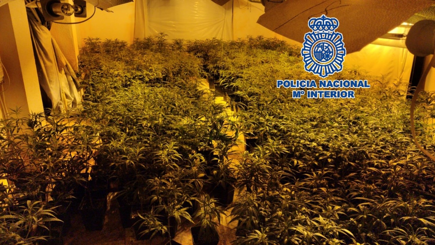 La Policía Nacional desmantela un laboratorio-invernadero de marihuana oculto en una casa de campo de Alhaurín de la Torre