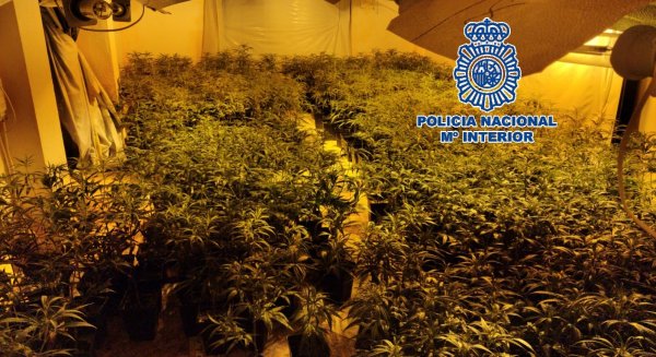 La Policía Nacional desmantela un laboratorio-invernadero de marihuana oculto en una casa de campo de Alhaurín de la Torre