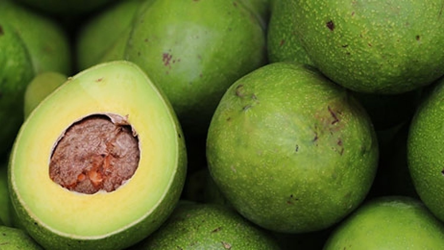 ASAJA cierra su campaña con una producción de 61.000 toneladas de aguacates