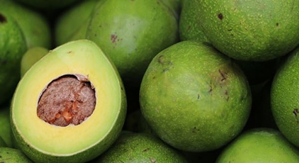 ASAJA cierra su campaña con una producción de 61.000 toneladas de aguacates