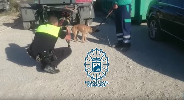 Policías Locales salvan la vida a un hombre que estaba siendo atacado por una jauría de perros en el polígono Santa Teresa
