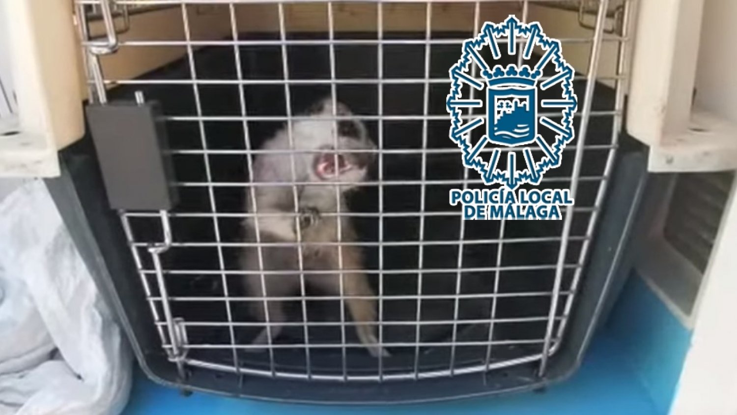 La Policía Local captura y recupera a una suricata agresiva que pretendía adentrarse en una vivienda