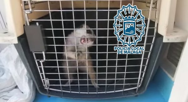La Policía Local captura y recupera a una suricata agresiva que pretendía adentrarse en una vivienda