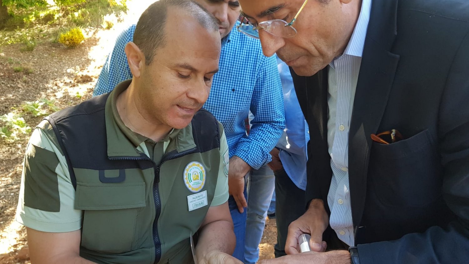 La Junta inicia la suelta del Torymus Sinensis, el depredador biológico para luchar contra la avispilla del castaño