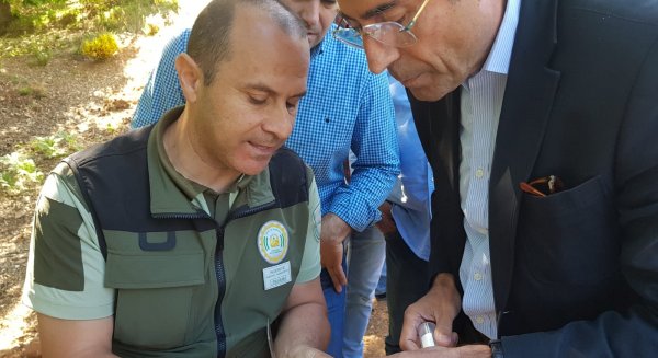 La Junta inicia la suelta del Torymus Sinensis, el depredador biológico para luchar contra la avispilla del castaño