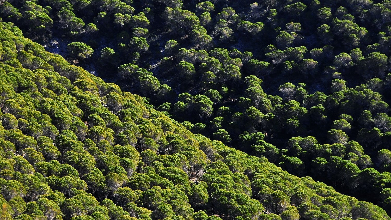 El PP de Mijas manifiesta que en su programa electoral está la reforestación de la Sierra de Mijas