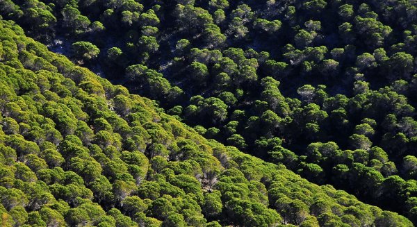 El PP de Mijas manifiesta que en su programa electoral está la reforestación de la Sierra de Mijas