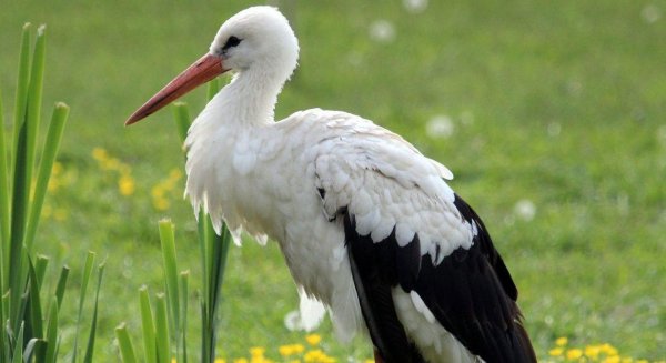 La Junta participa en DoñanaBirdFair para promocionar la región como destino de naturaleza y turismo ornitológico