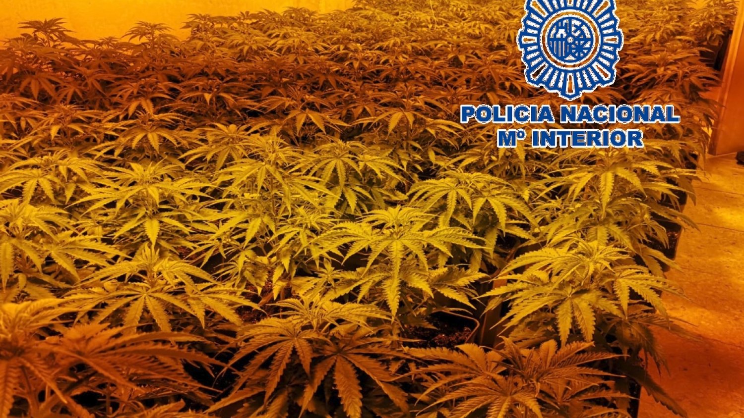La Policía Nacional desmantela tres invernaderos “indoor” e incauta 277 plantas de marihuana