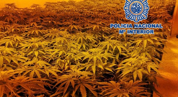 La Policía Nacional desmantela tres invernaderos “indoor” e incauta 277 plantas de marihuana