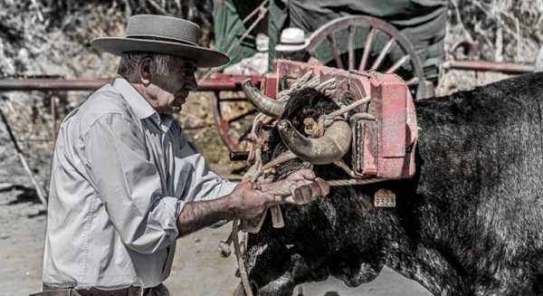 Almayate celebra el 'V día de la yunta y su gañán'
