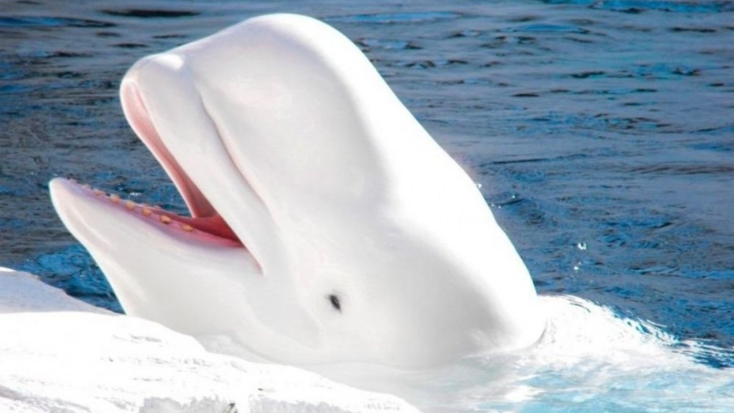 Un malagueño dirigirá el primer santuario de ballenas beluga del mundo