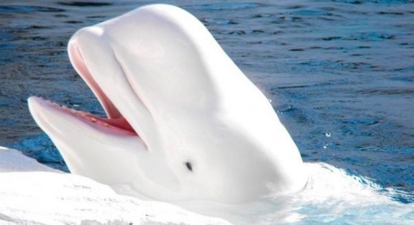 Un malagueño dirigirá el primer santuario de ballenas beluga del mundo