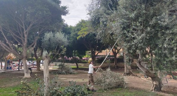 Torremolinos poda hasta octubre 6.300 árboles en 150 calles de la localidad