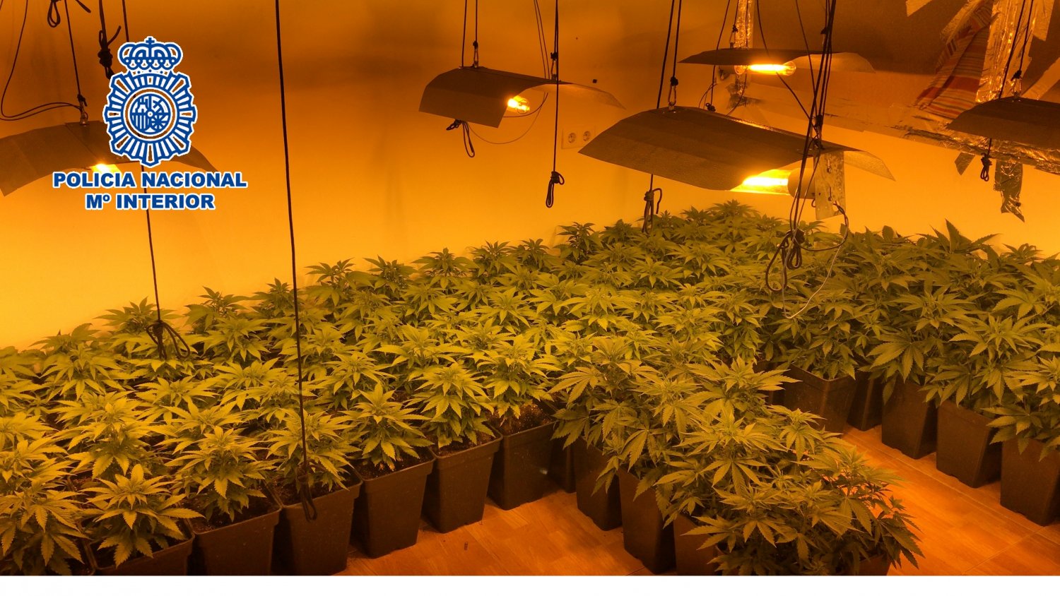 La Policia Nacional desmantela un invernadero con 140 plantas de marihuana