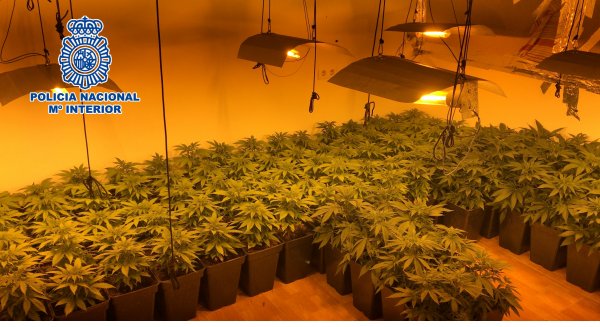La Policia Nacional desmantela un invernadero con 140 plantas de marihuana