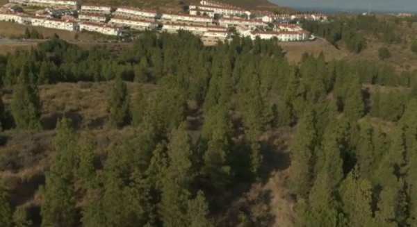 El PP exigirá la preservación del bosque de pinos existente entre El Hipódromo y El Chaparral