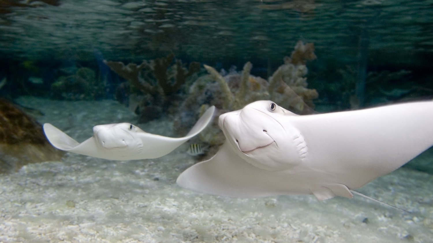 Lola y Lolo, las dos simpáticas rayas de sea life Benalmádena, celebran su 10º aniversario