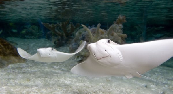 Lola y Lolo, las dos simpáticas rayas de sea life Benalmádena, celebran su 10º aniversario