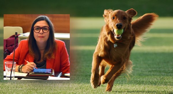 El PSOE propone la creación de una brigada cívica y campañas informativas para acabar con las cacas de perro
