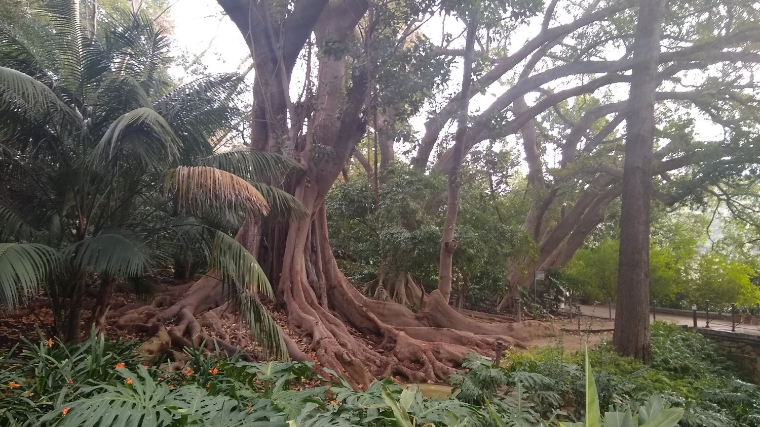 El ficus de hoja grande, planta del mes de febrero en La Concepción