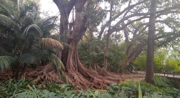 El ficus de hoja grande, planta del mes de febrero en La Concepción