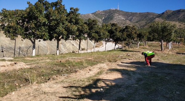 Zonas Verdes termina el trasplante de los árboles de las calles Valladolid, Mahón y Formentera