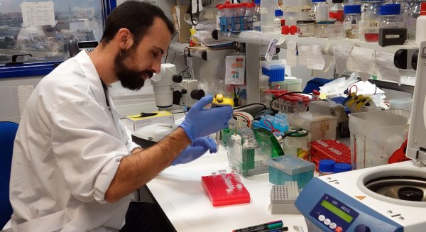 Identifican un gen esencial para la supervivencia de las plantas