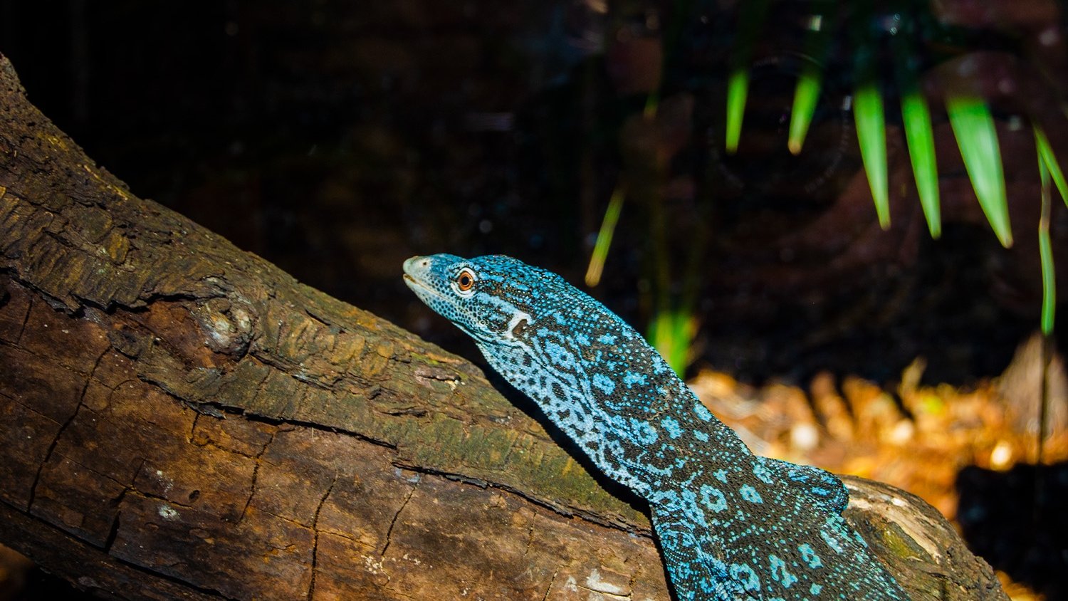Bioparc Fuengirola celebra la puesta de uno de los reptiles más bellos del mundo, el varano azul
