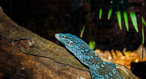 Bioparc Fuengirola celebra la puesta de uno de los reptiles más bellos del mundo, el varano azul