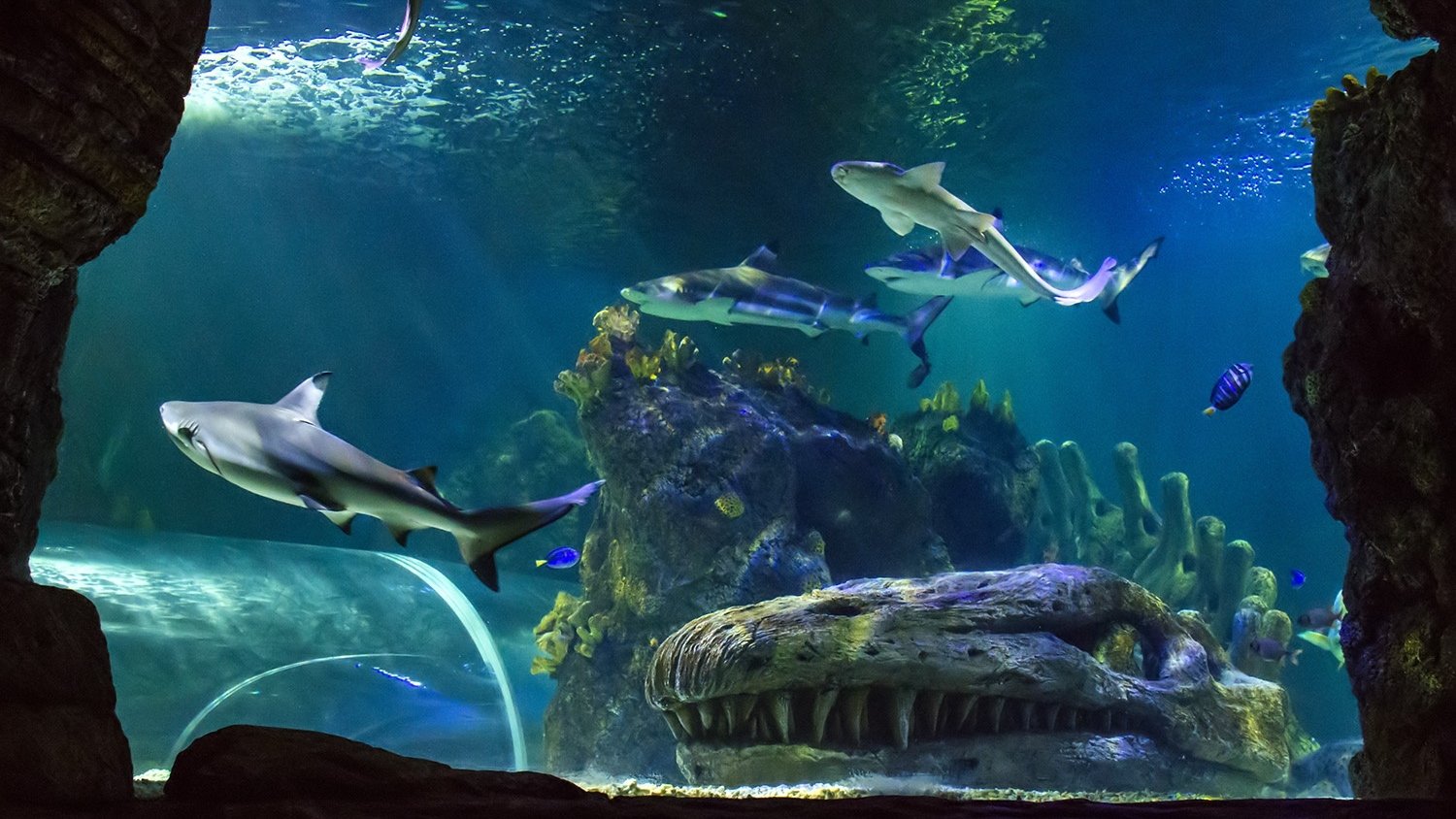 Sea Life Benalmádena mejora sus previsiones